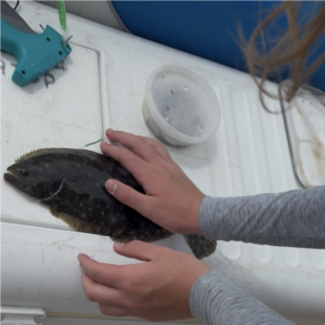 A boy holding a tagged flounder atop a cooler