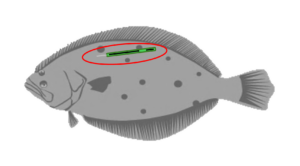 Graphic of a green tag on a flatfish, with a red circle around the tag