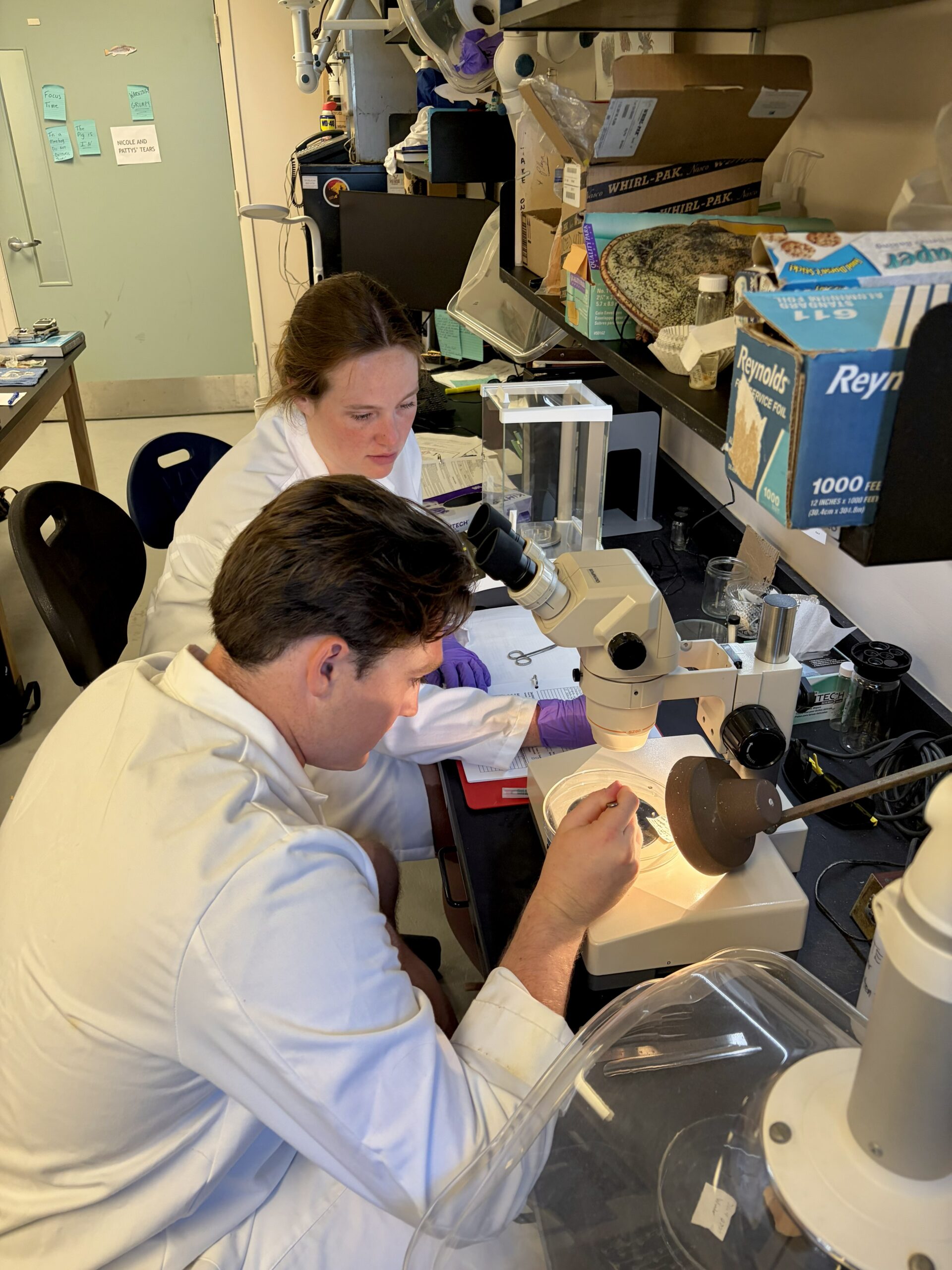 A man and woman, in laboratory jacket, looking at stomach contents under a microscope.